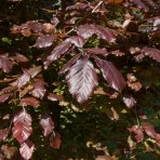 Buk lesný (Fagus sylvatica) ´DAWYCK PURPLE´ - výška 40-60 cm, kont. C5L